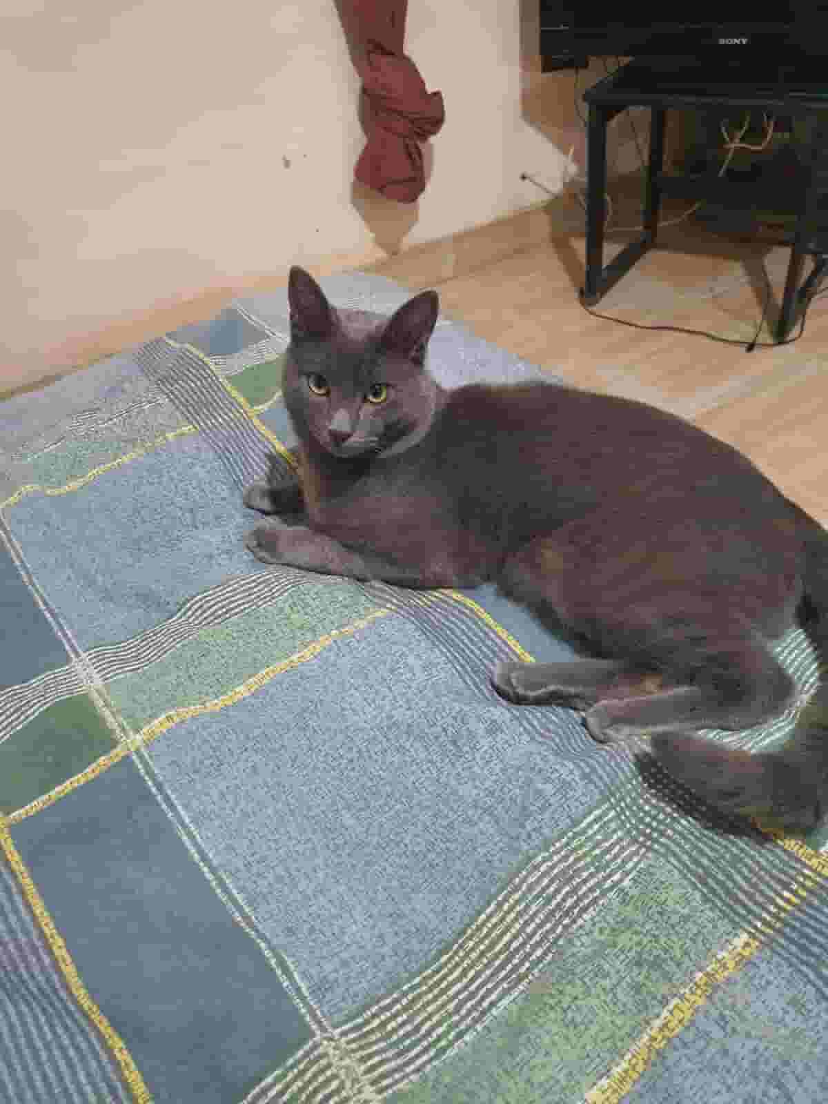 مطلوب قطة للزواج