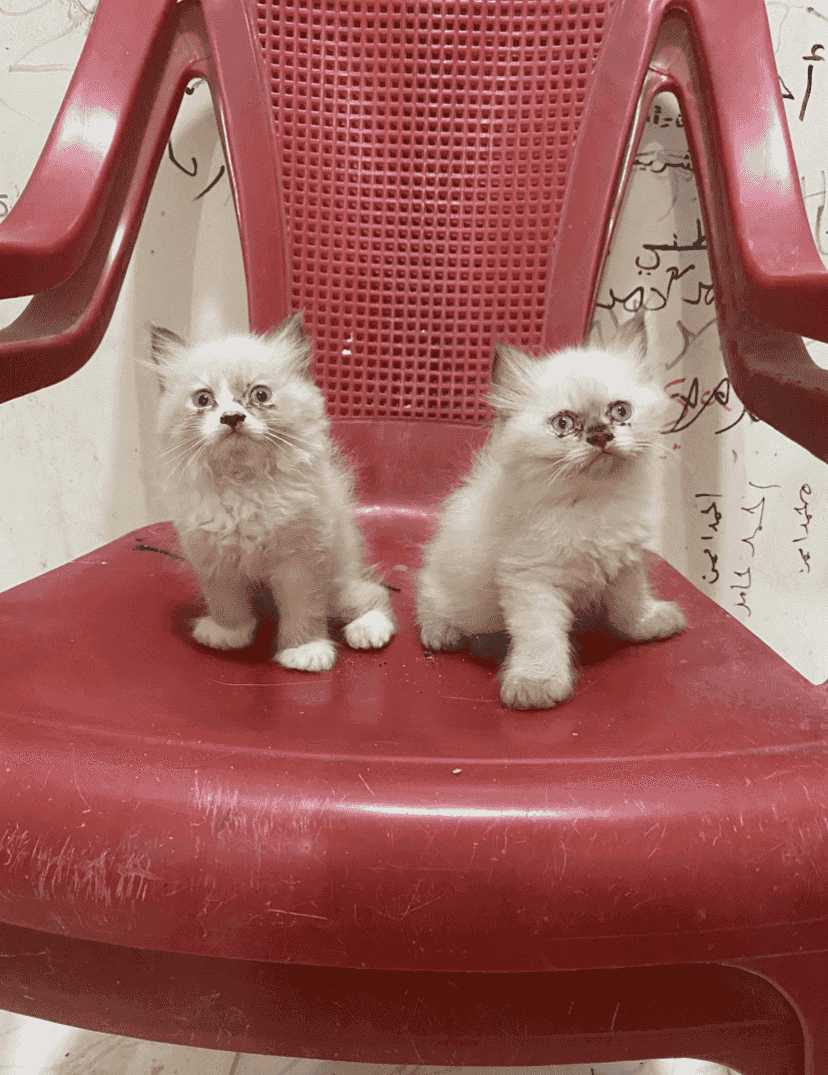 قطط ولد وبنت راجدول البيع