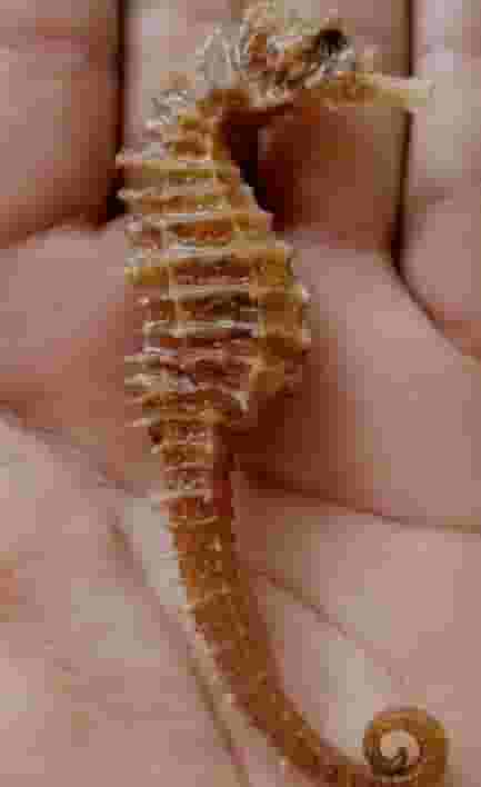 بيع فرس البحر