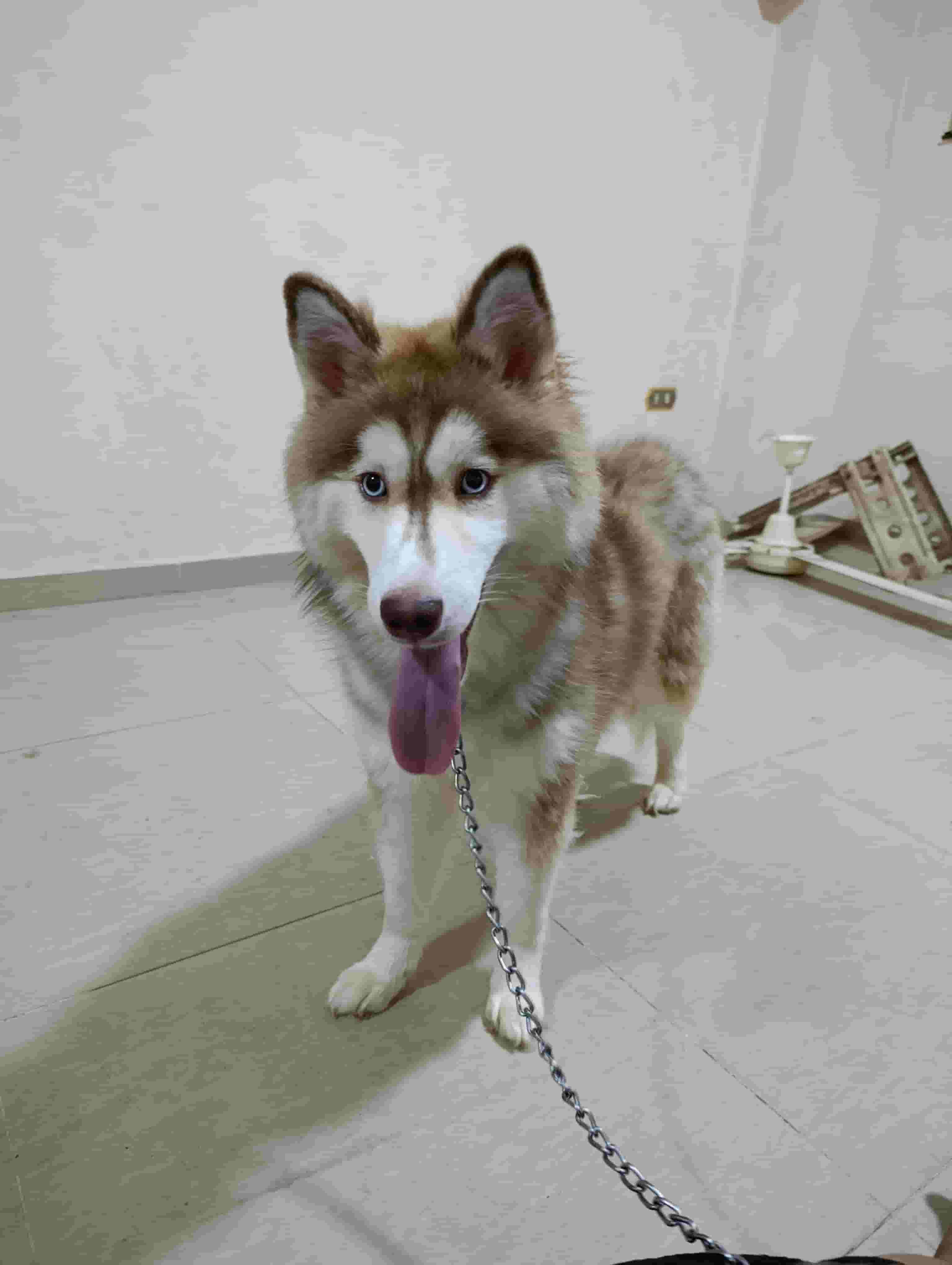 للبيع أنثى  هاسكي 