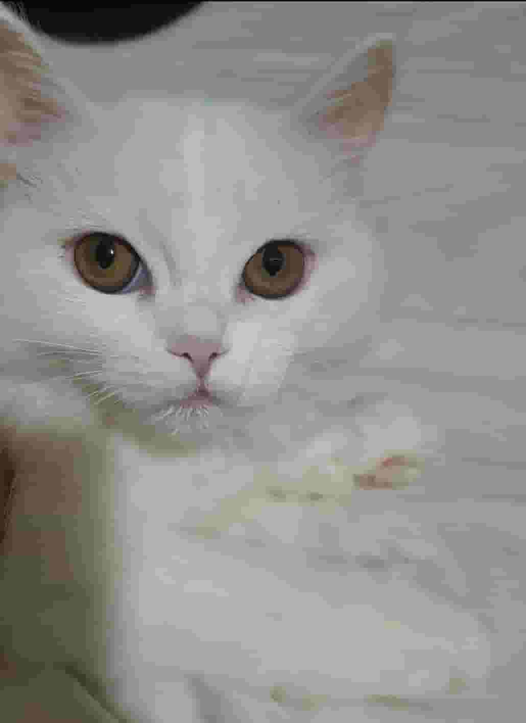 قطط شيرازى بيور للبيع