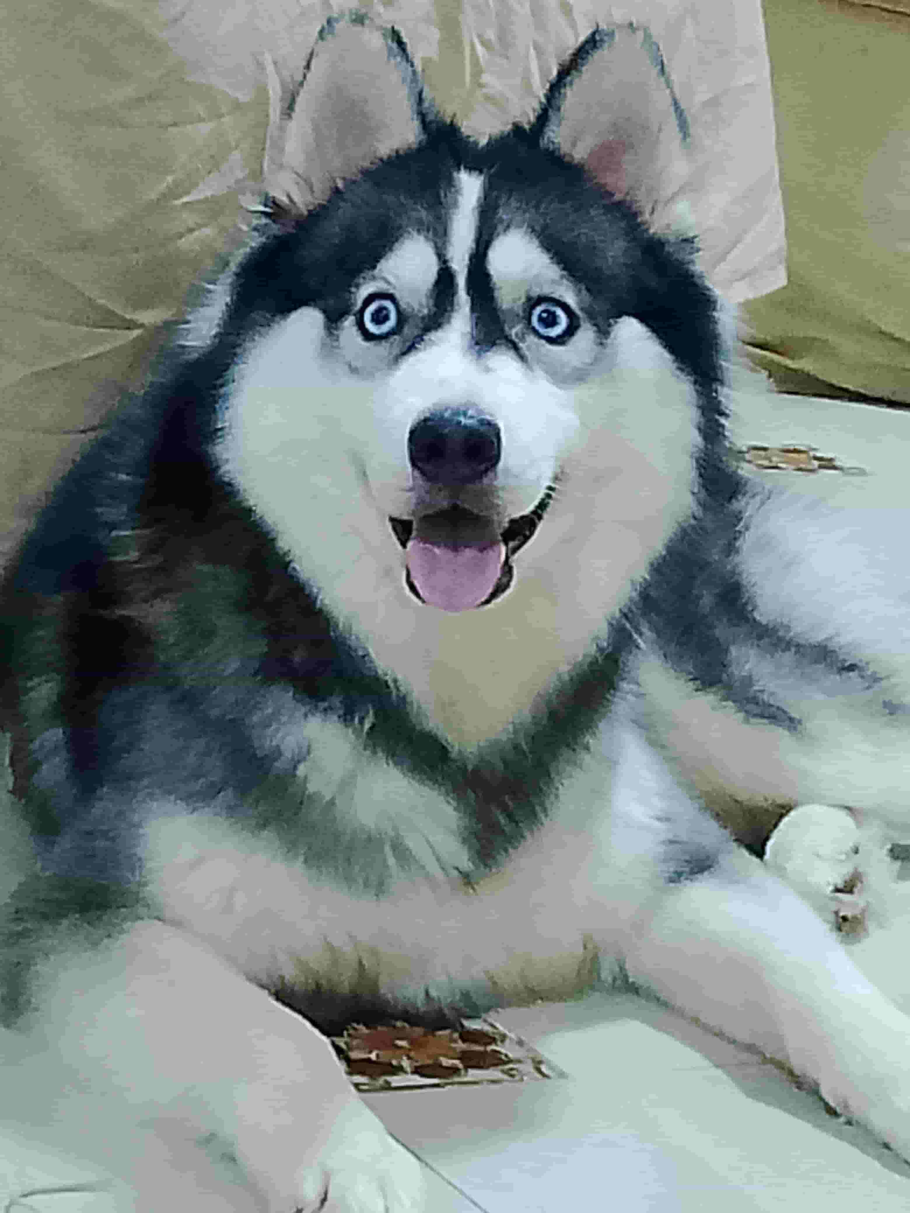 كلب هاسكي نتايه بيور للبيع