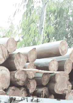 حطب الزيتون مشاوي - تدفئة للتصدير حطب الزيتون مشاوي - تدفئة للتصدير