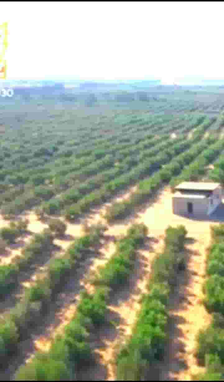 مزرعه 145 فدان للبيع بطريق الاسكندريه الصحراوى مزرعه 145 فدان للبيع بطريق الاسكندريه الصحراوى